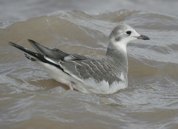 Sabine's Gull