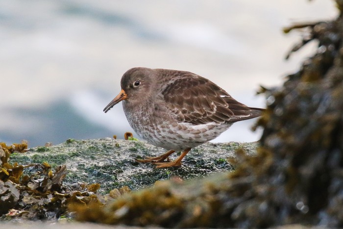 Purple Sandpiper