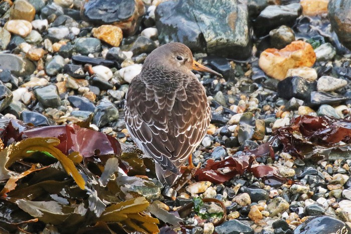 Purple Sandpiper
