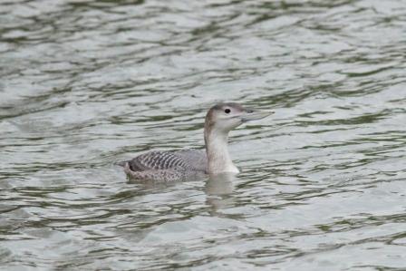 White-billed Diver