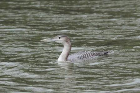 White-billed Diver