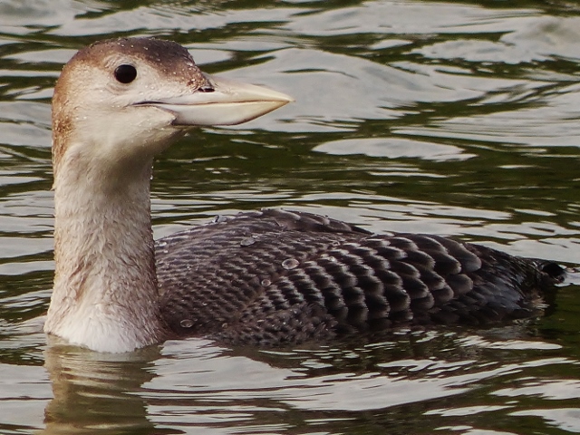 White-billed Diver