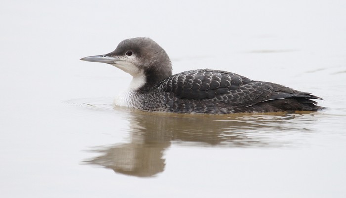 Pacific Diver