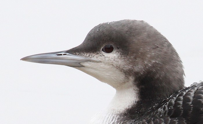 Pacific Diver