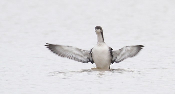 Pacific Diver