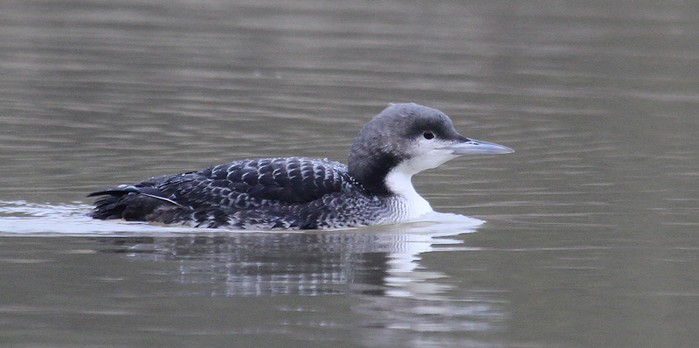Pacific Diver