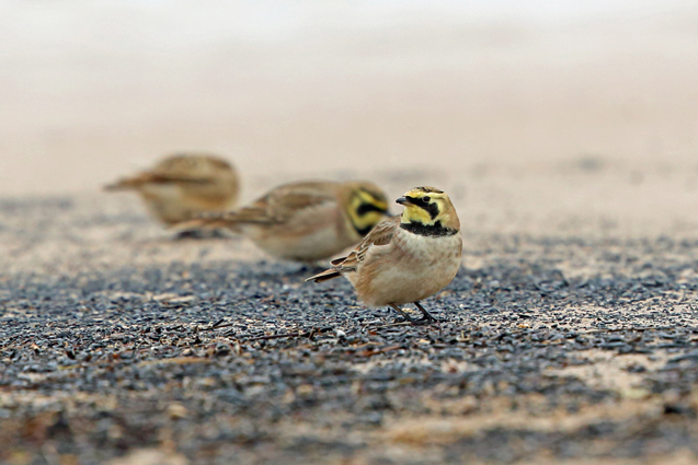 Shorelark