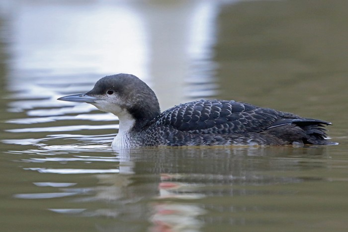 Pacific Diver
