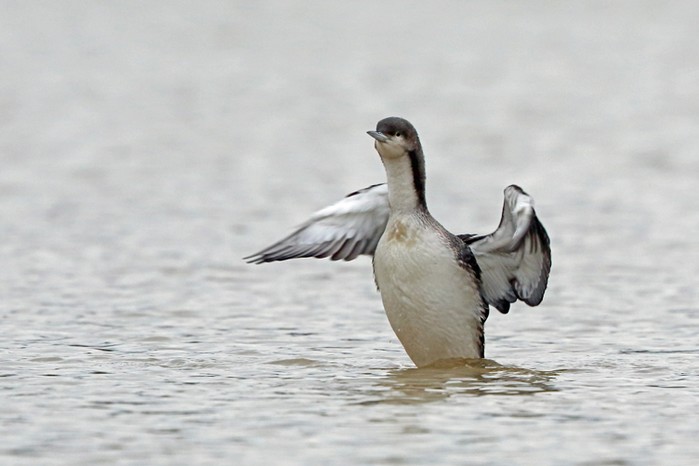 Pacific Diver