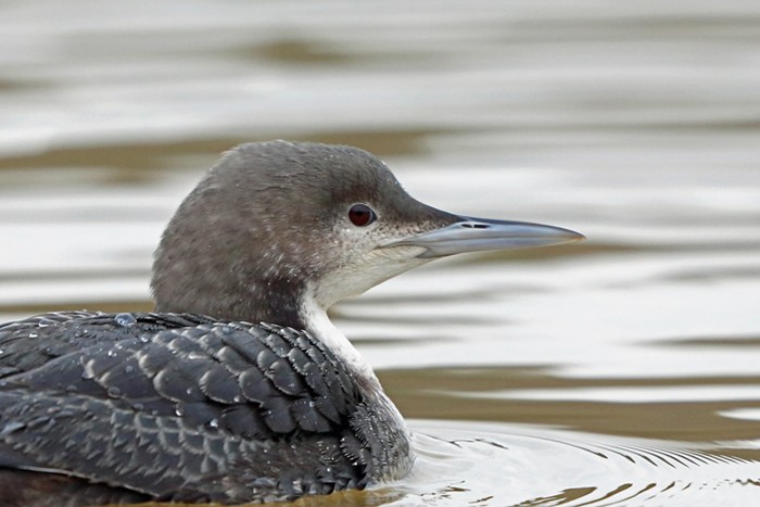 Pacific Diver