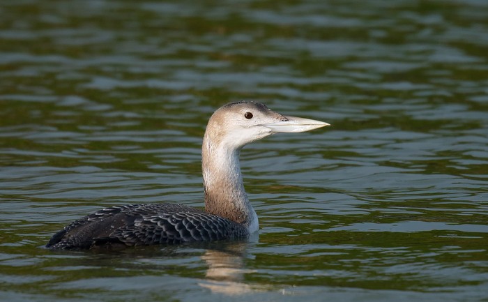 White-billed Diver