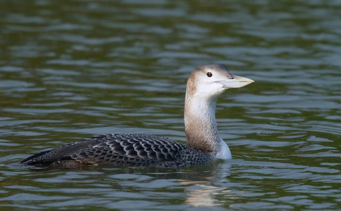 White-billed Diver