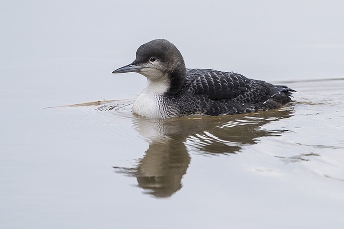 Pacific Diver