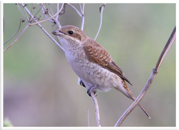 Red-backed Shrike