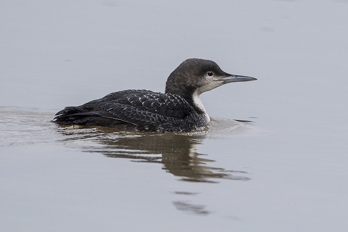 Pacific Diver