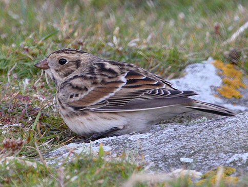Lapland Bunting