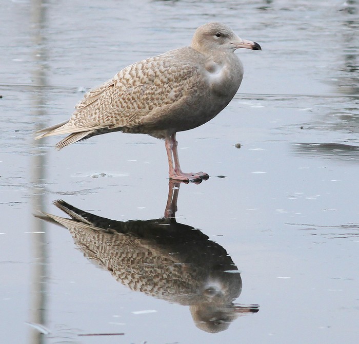 Glaucous Gull