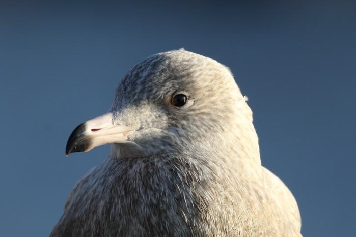 Glaucous Gull