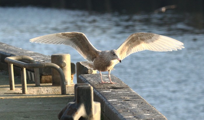 Glaucous Gull
