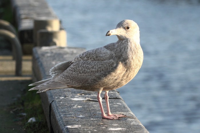 Glaucous Gull