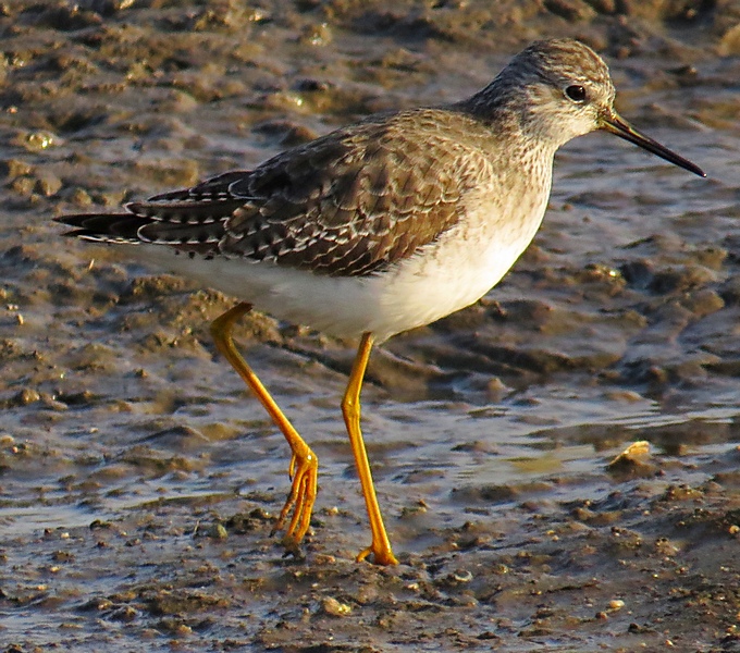 Lesser Yellowlegs