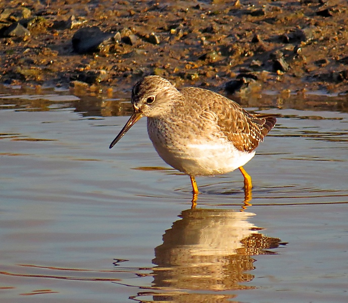 Lesser Yellowlegs