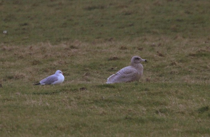 Glaucous Gull