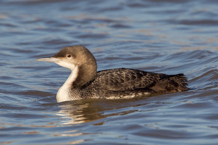 Pacific Diver