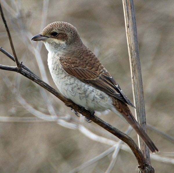 Red-backed Shrike