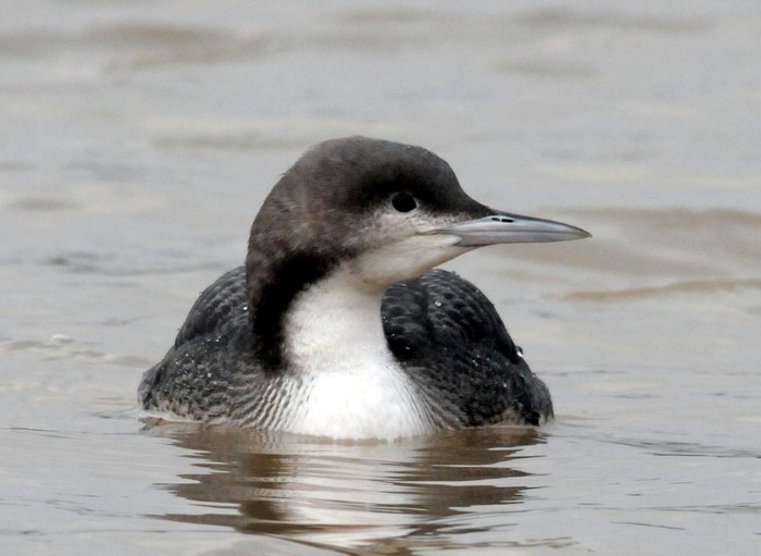 Pacific Diver