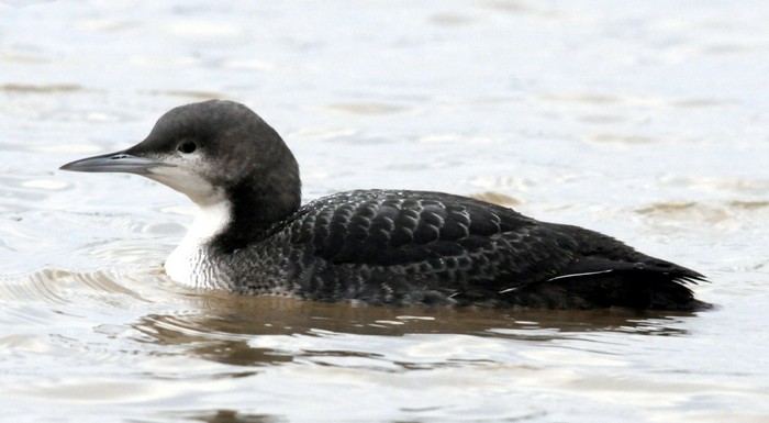 Pacific Diver