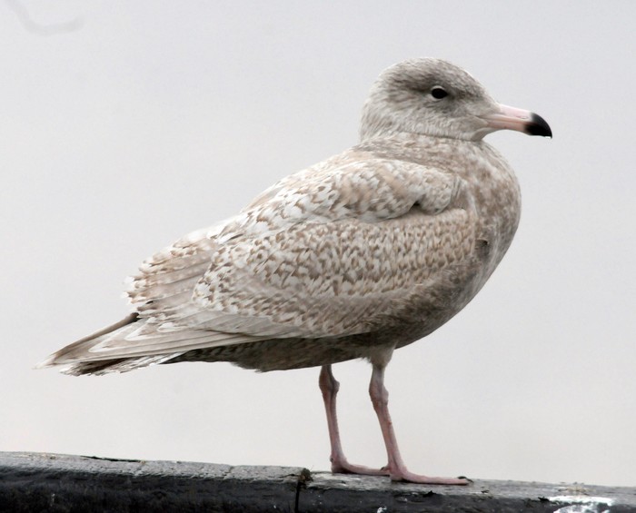 Glaucous Gull