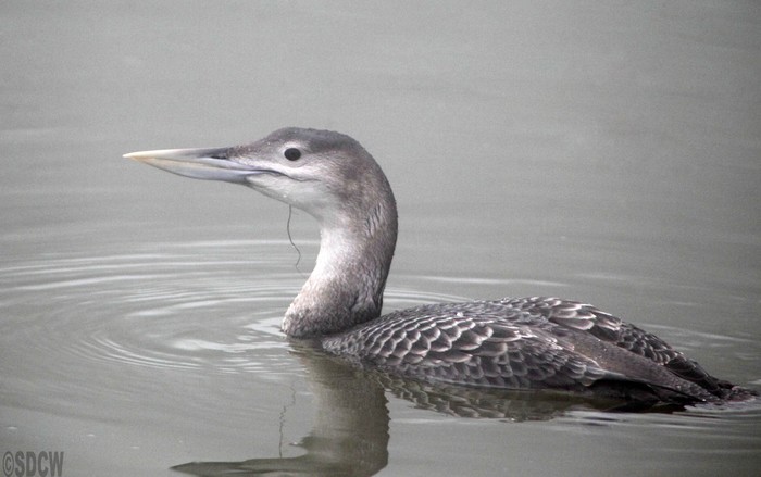 White-billed Diver