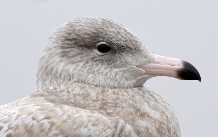 Glaucous Gull