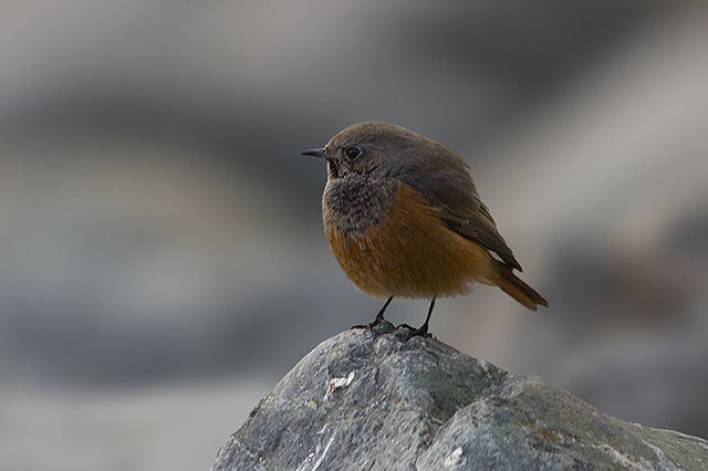 Eastern Black Redstart