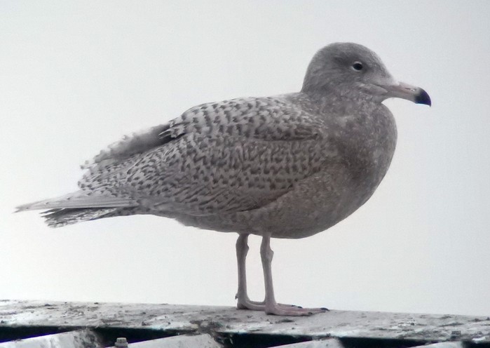 Glaucous Gull