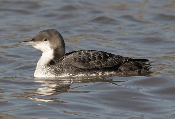 Pacific Diver