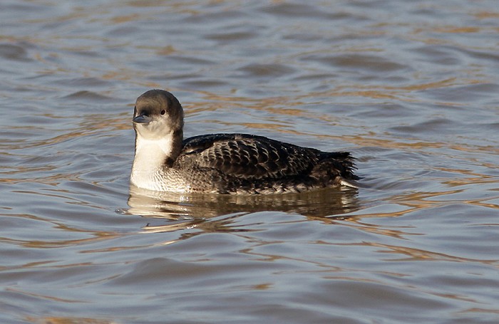 Pacific Diver