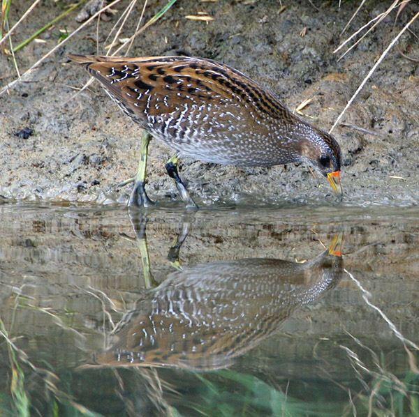 Spotted Crake
