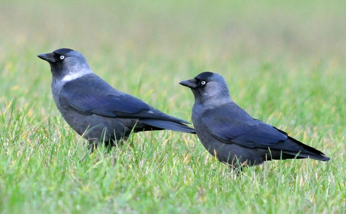 Nordic Jackdaw