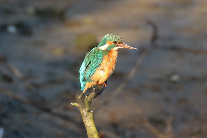 Kingfisher