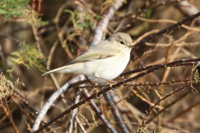 Siberian Chiffchaff