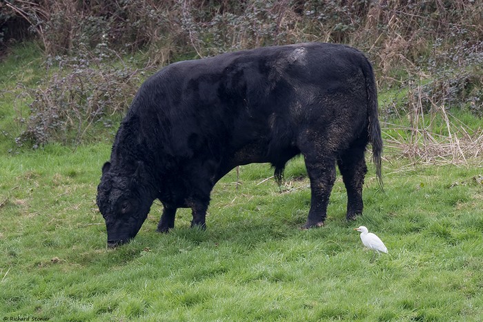 Cattle Egret