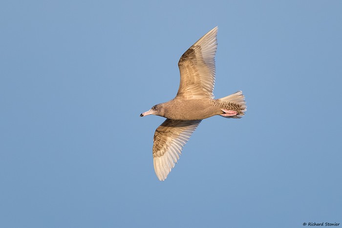 Glaucous Gull