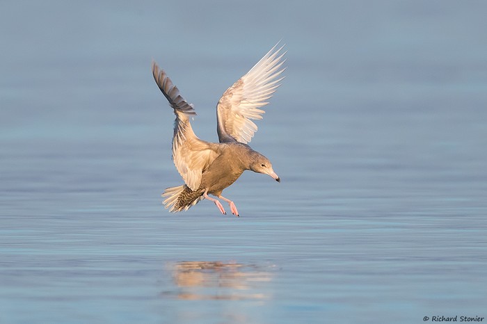 Glaucous Gull