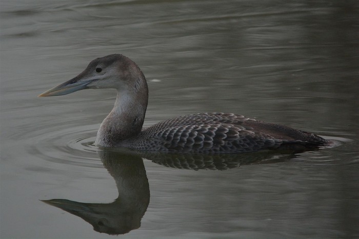 White-billed Diver