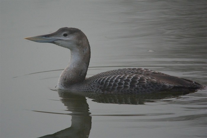 White-billed Diver
