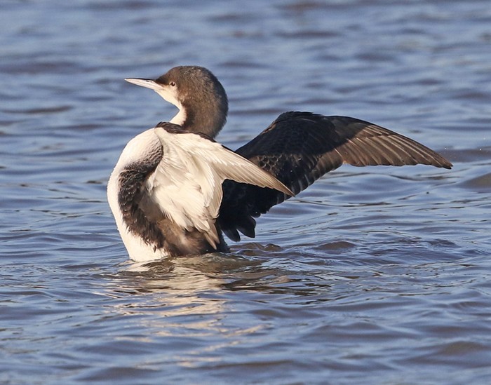 Pacific Diver