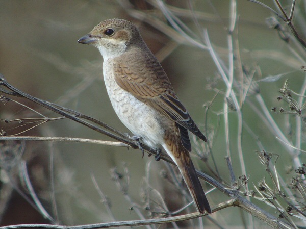 Red-backed Shrike