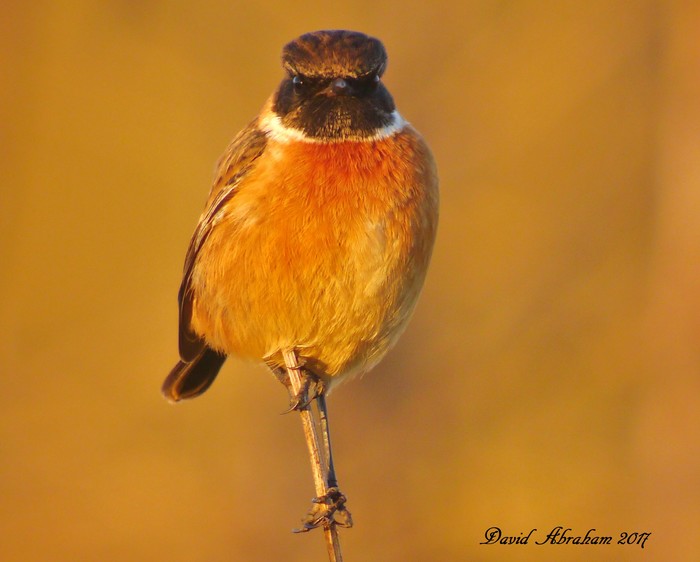 Stonechat